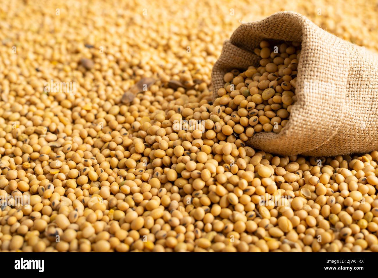Burlap sack with soy on soy bean background closeup Stock Photo
