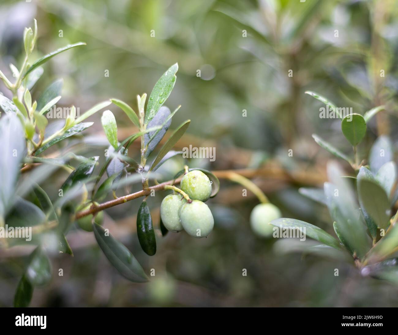 Green olives growing on a tree with selective focus and blur background Stock Photo