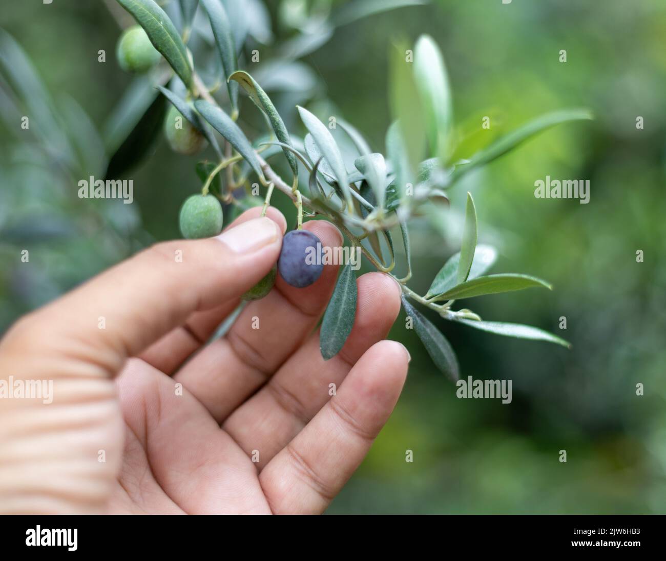 Hand picking olives from the tree Stock Photo Alamy