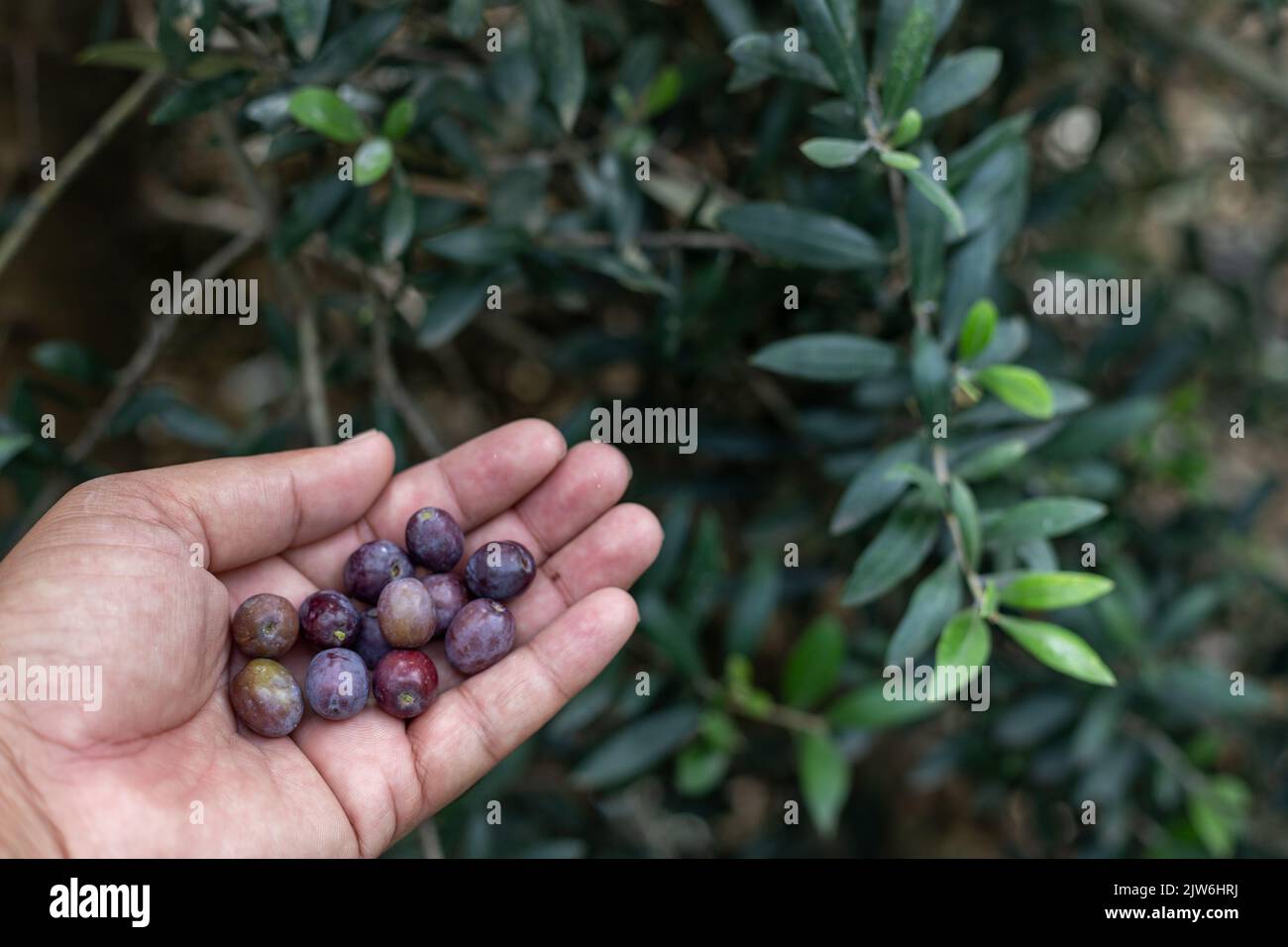 Picking olives fruit from a tree and holding them in hand for examining Stock Photo Alamy