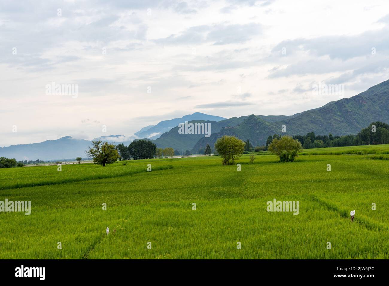 Rice lush green fields with cloudy sky landscape scenery Stock Photo