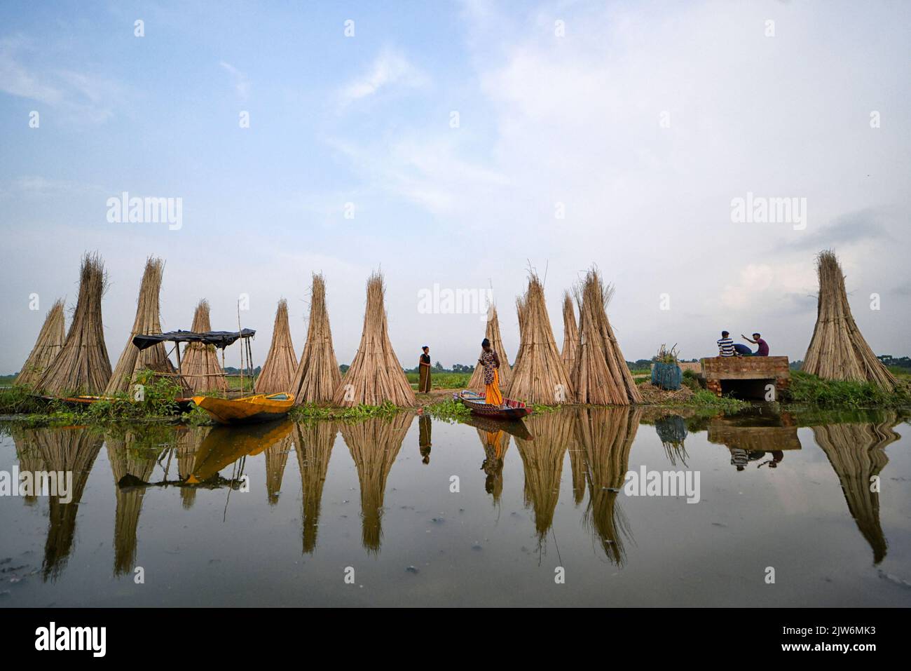 People seen standing in between the Jute stalks at Bortir Bill, a vast ...