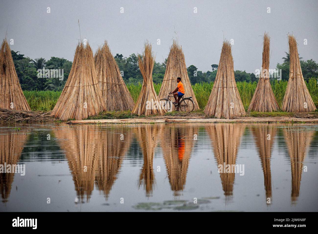A man seen cycling in between the Jute stalks at Bortir Bill, a vast ...
