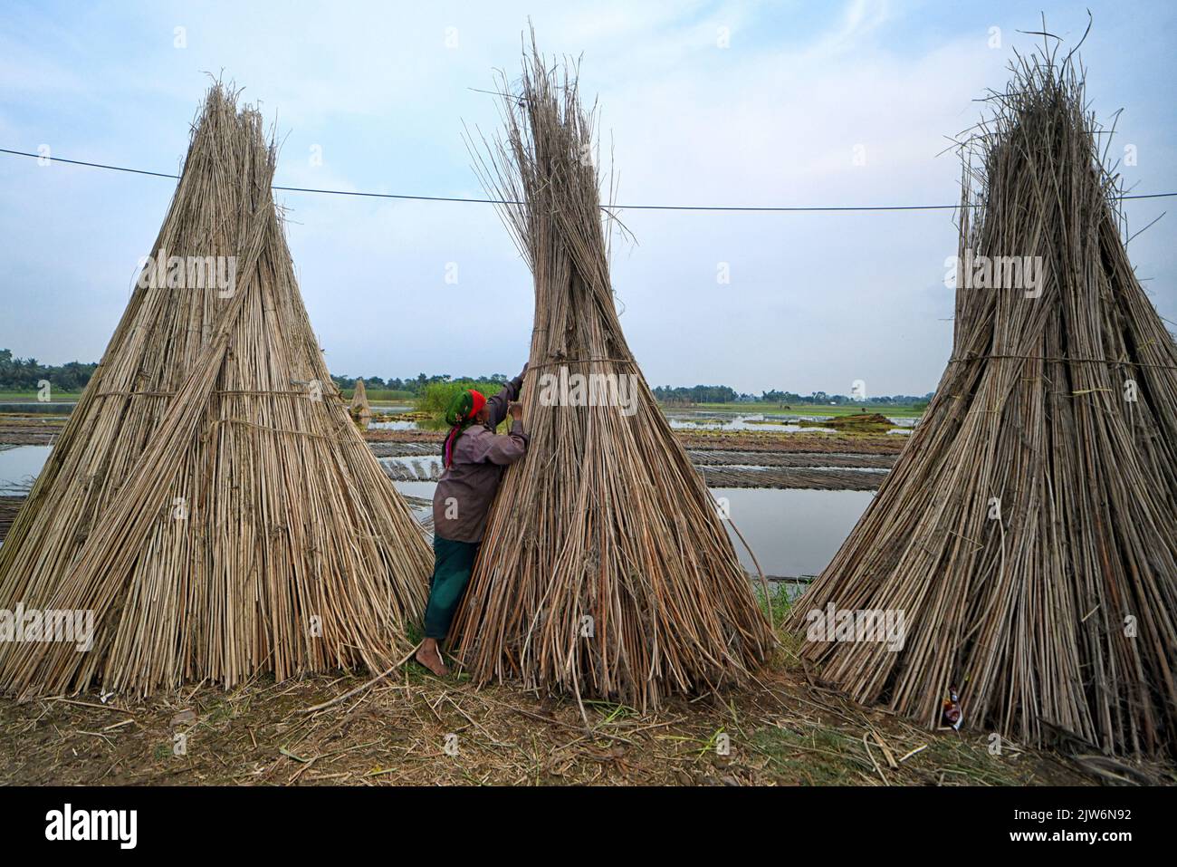 A farmer stacks stalks of freshly harvested jute at Bortir Bill, a vast