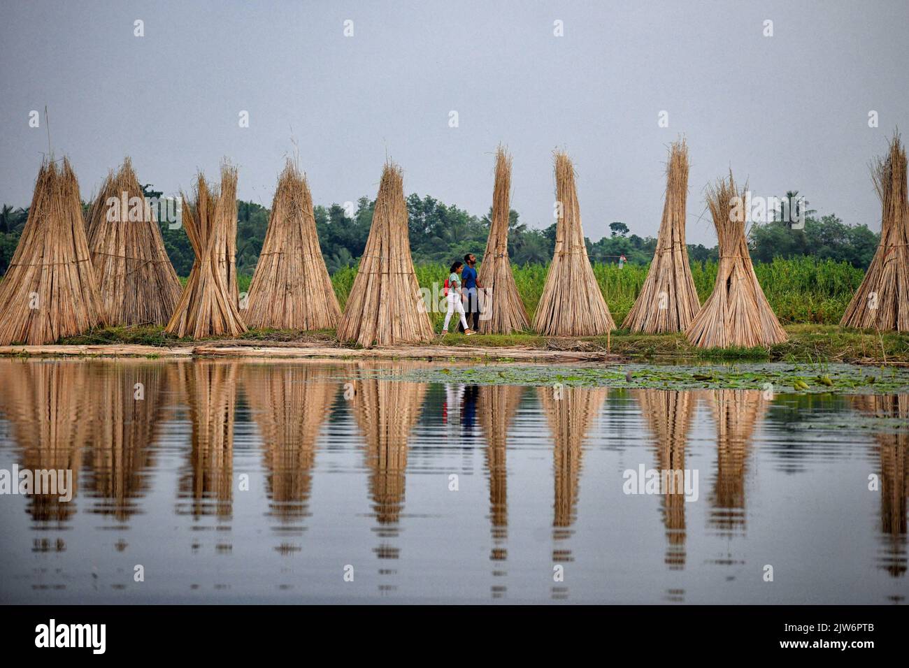 A couple seen walking in between the Jute stalks at Bortir Bill, a vast ...