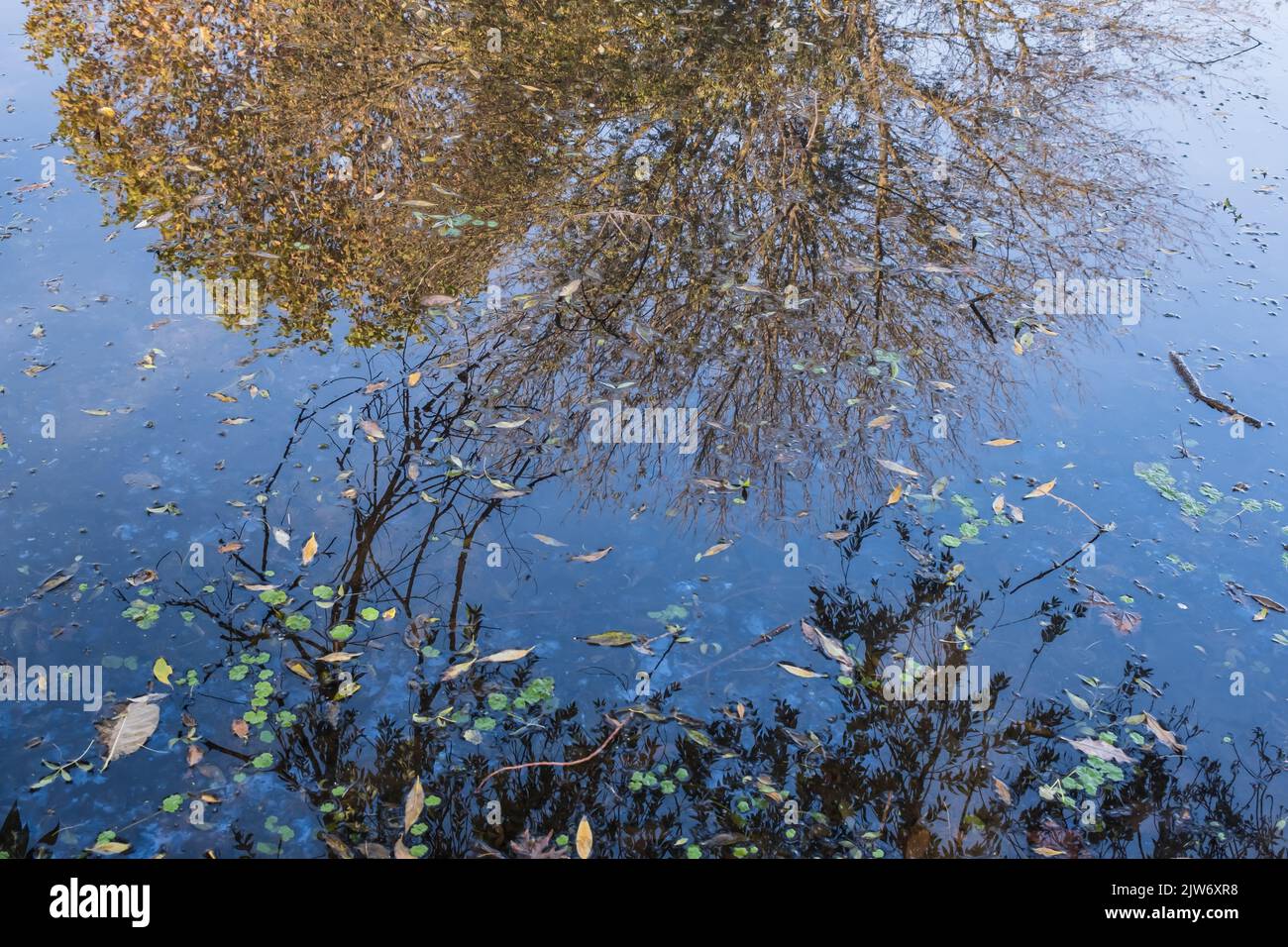Abstract view from reflection of tree leaves in water Stock Photo - Alamy