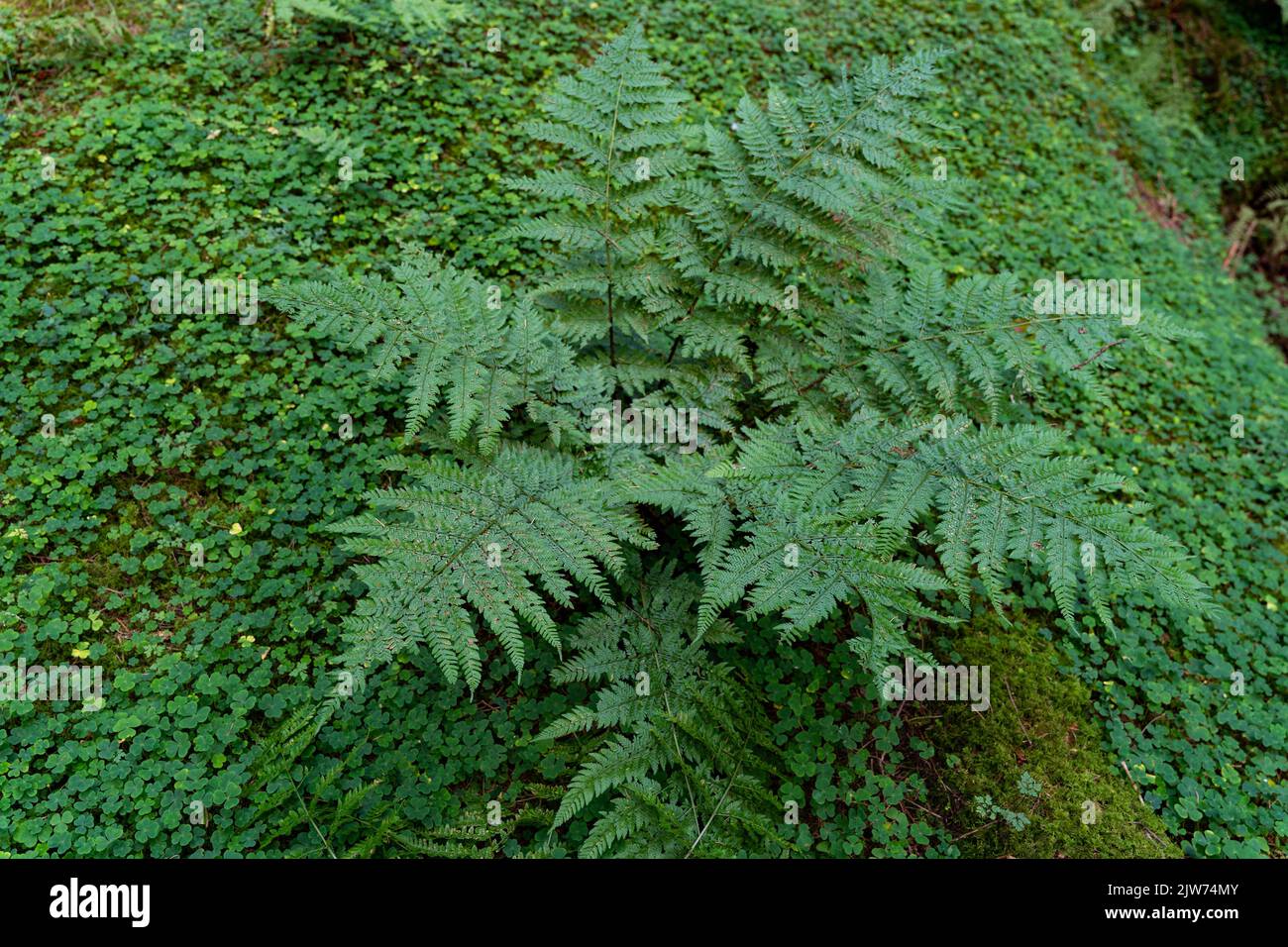 Woodland floor with ferns hi-res stock photography and images - Alamy