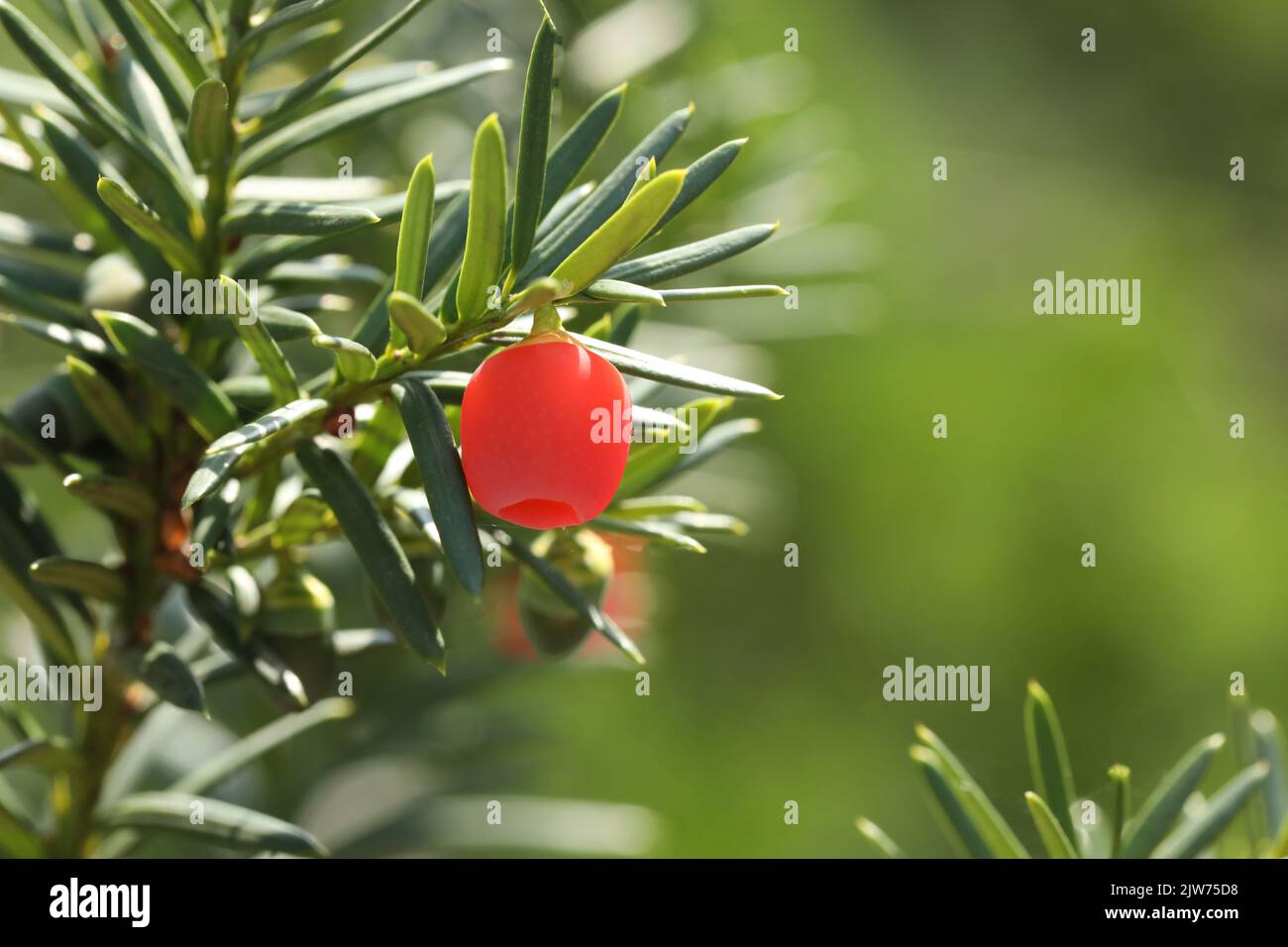 berries of taxus baccata tree in the garden with sunlight Stock Photo