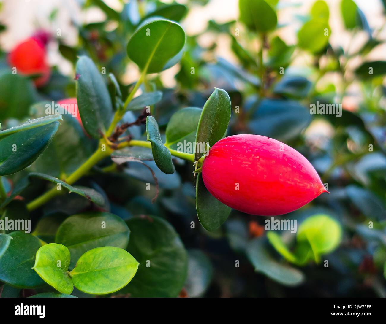 Miracle berry (Synsepalum Dulcificum) on the branch. Stock Photo