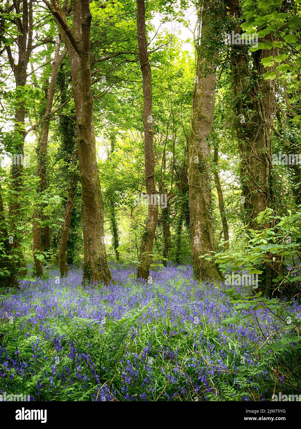 Blue bell woods Stock Photo Alamy