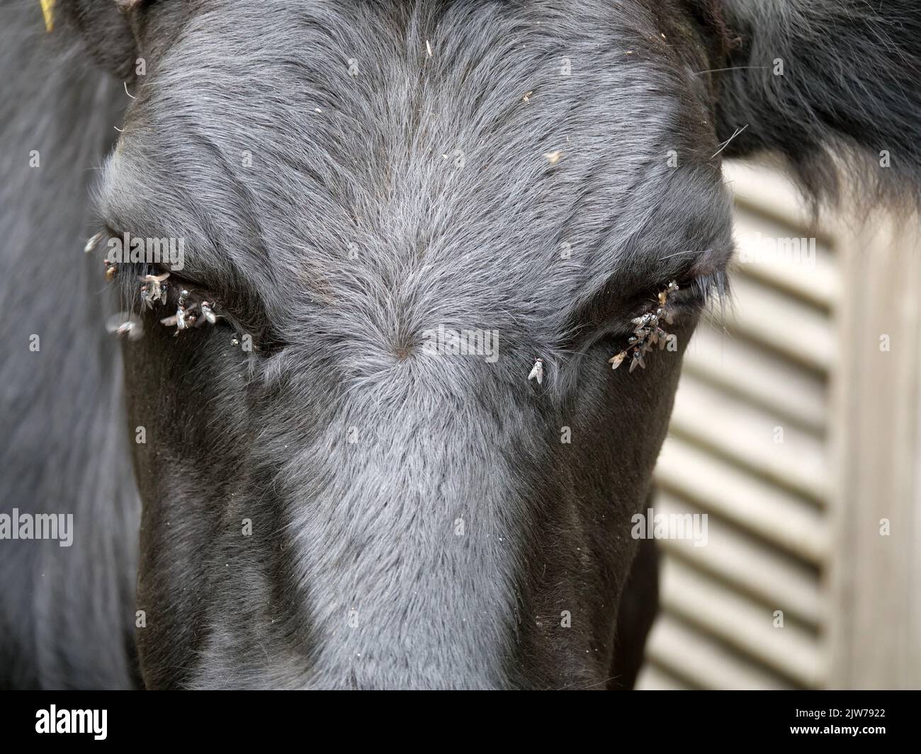 Black cows head with flies around its closed eyes Stock Photo