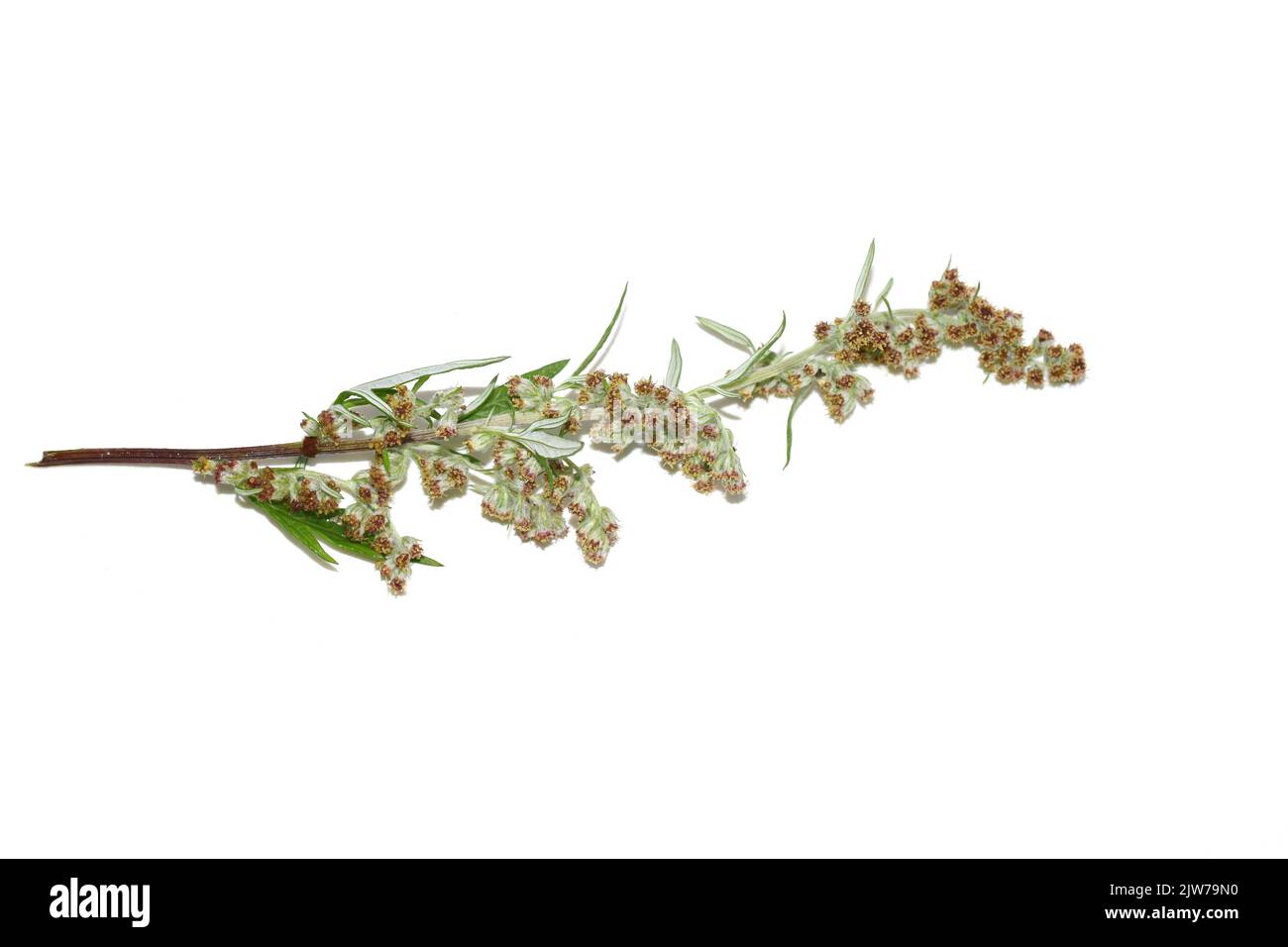 Closeup on the allergen plant common mugwort Artemisia vulgaris isolated on white background Stock Photo