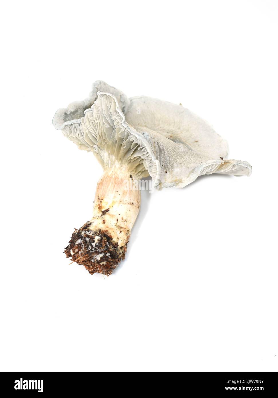 Green mushroom Aniseed toadstool Clitocybe odora isolated on white background Stock Photo