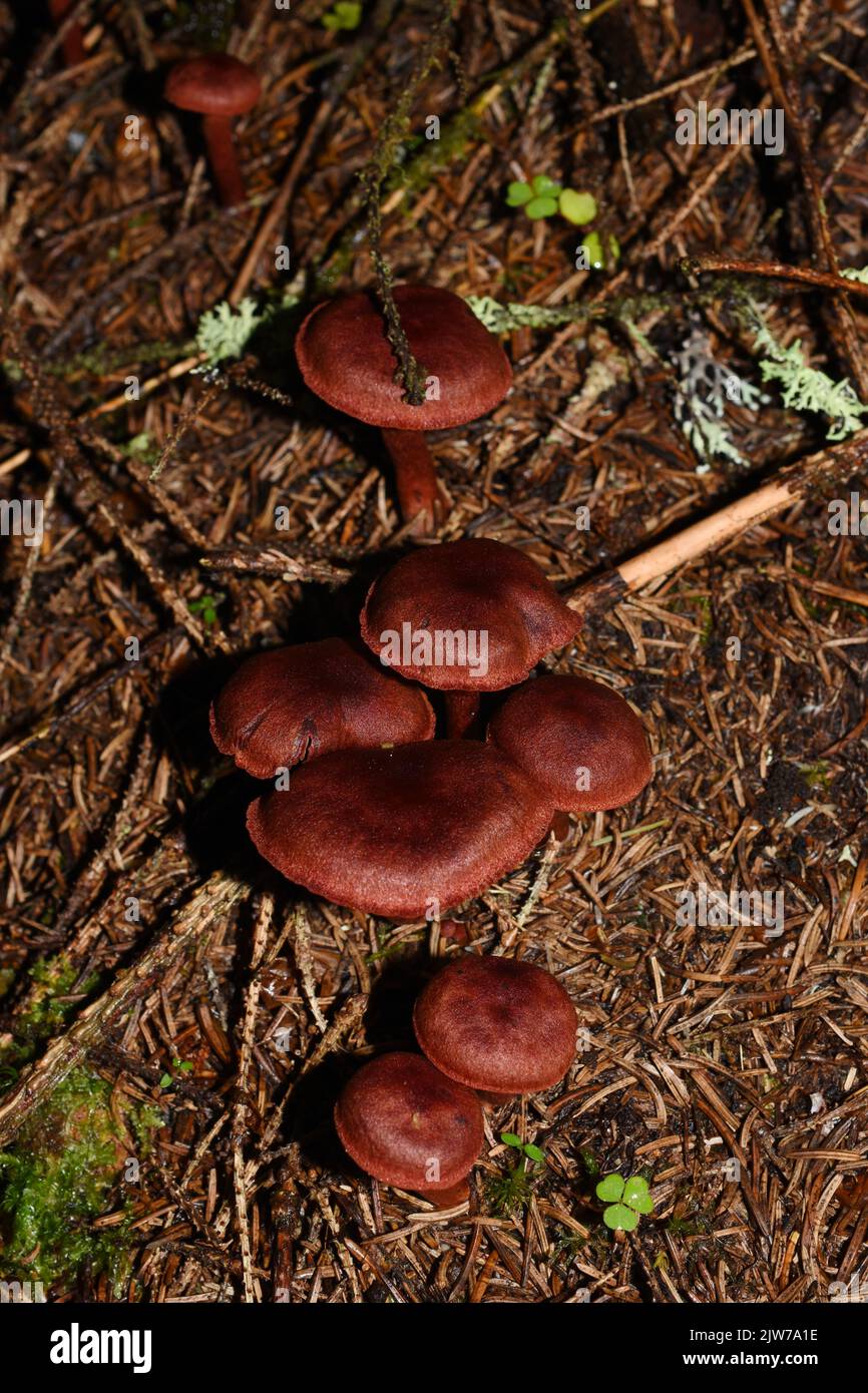 blood red webcap Cortinarius sanguineus natural dye mushroom in a forest Stock Photo