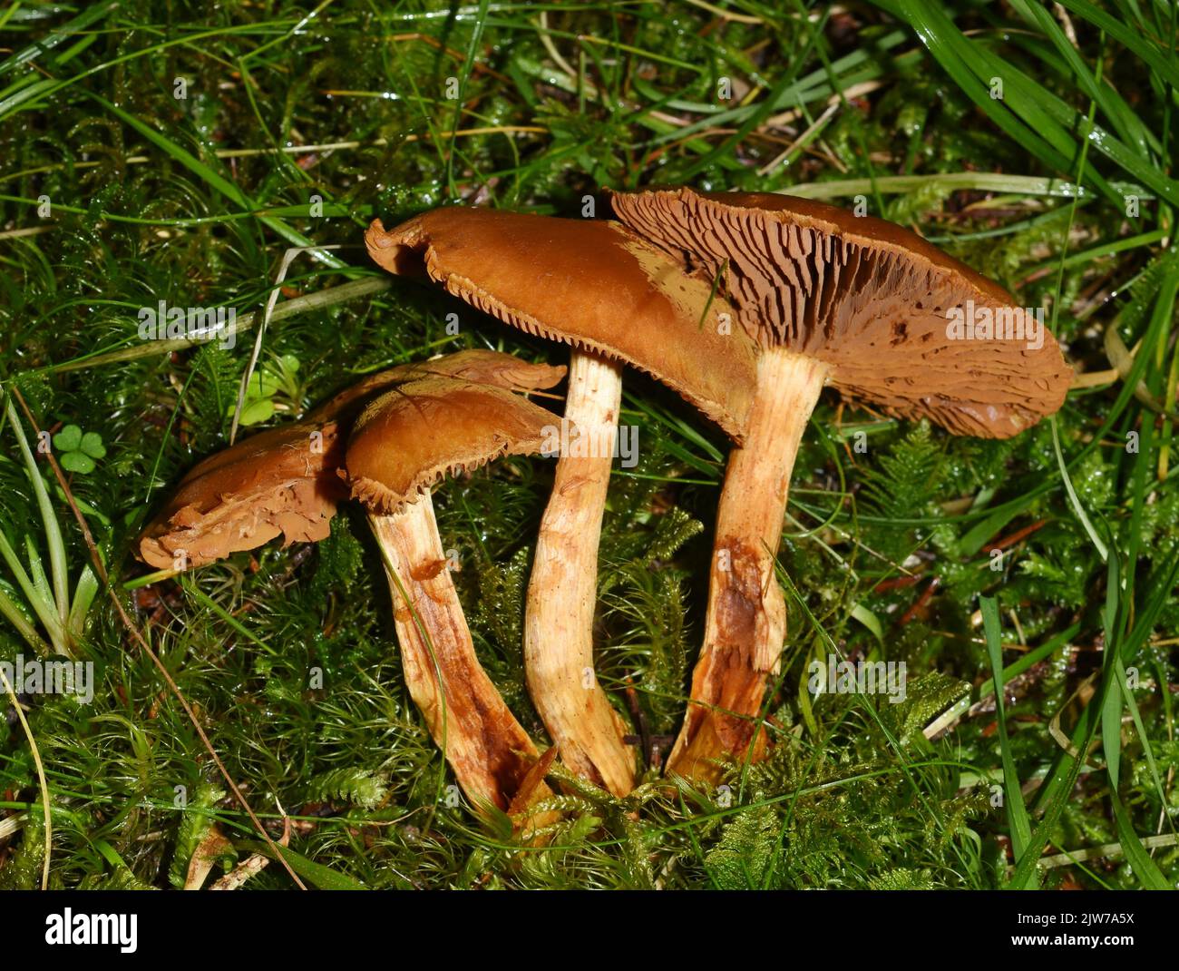 The higly toxic deadly webcap Cortinarius rubellus in a forest Stock Photo