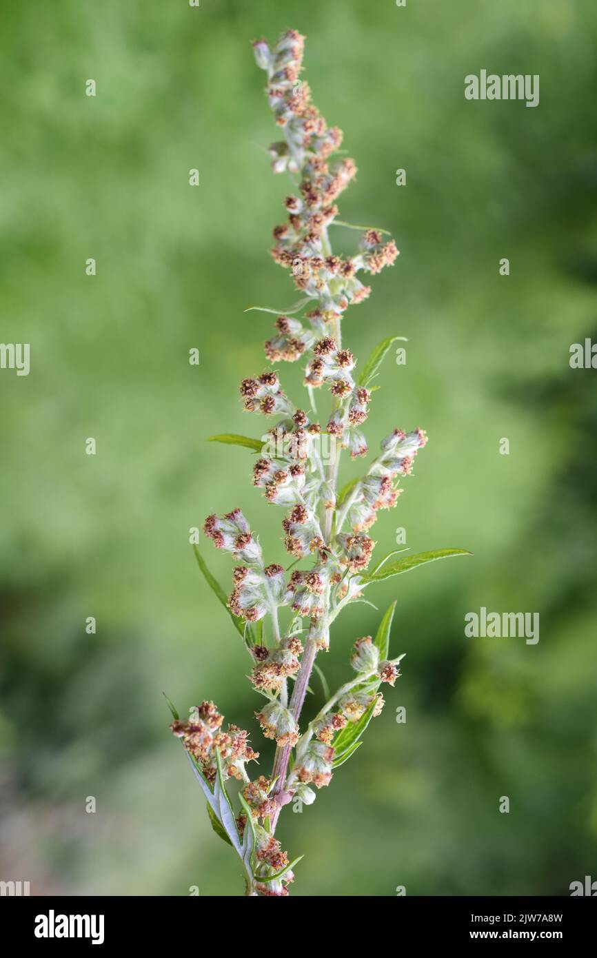 Closeup on the allergen plant common mugwort, Artemisia vulgaris Stock Photo