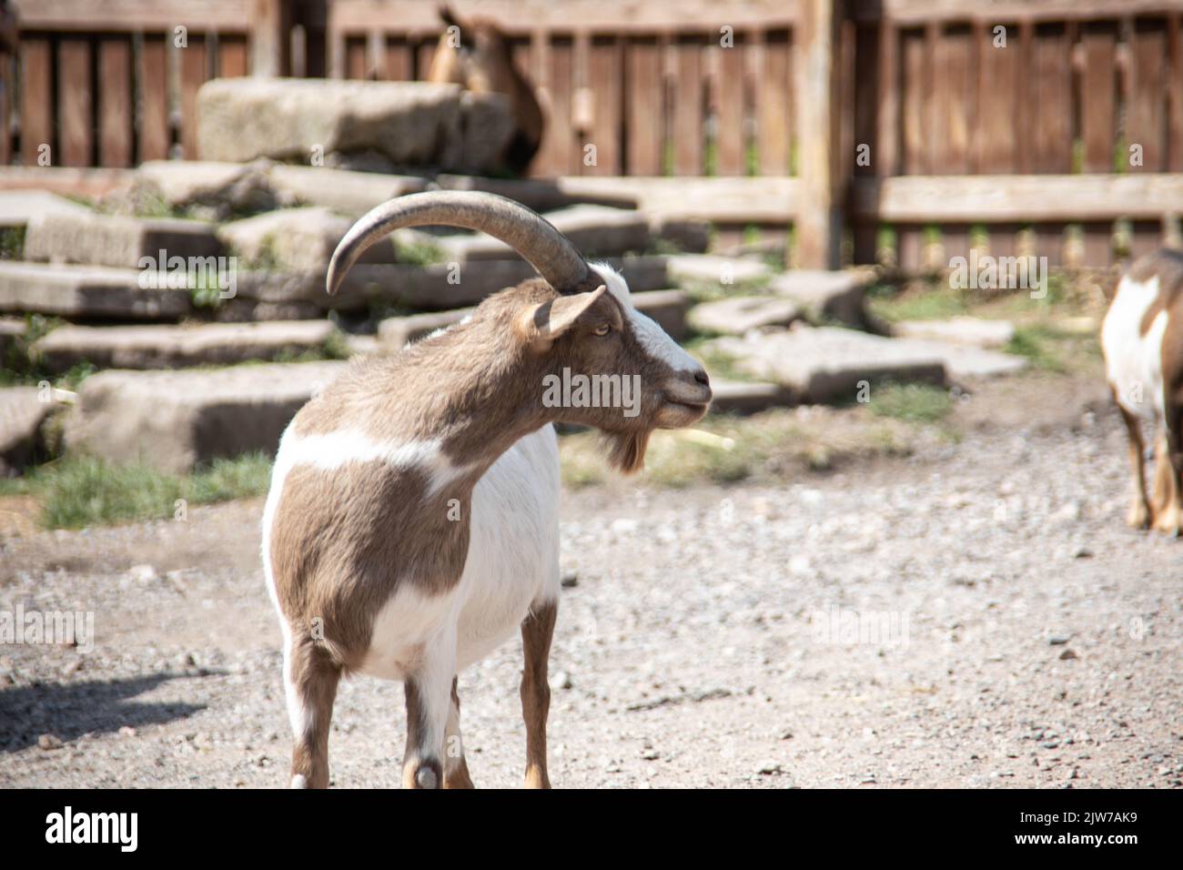 brown white domestic goats in the stable Stock Photo