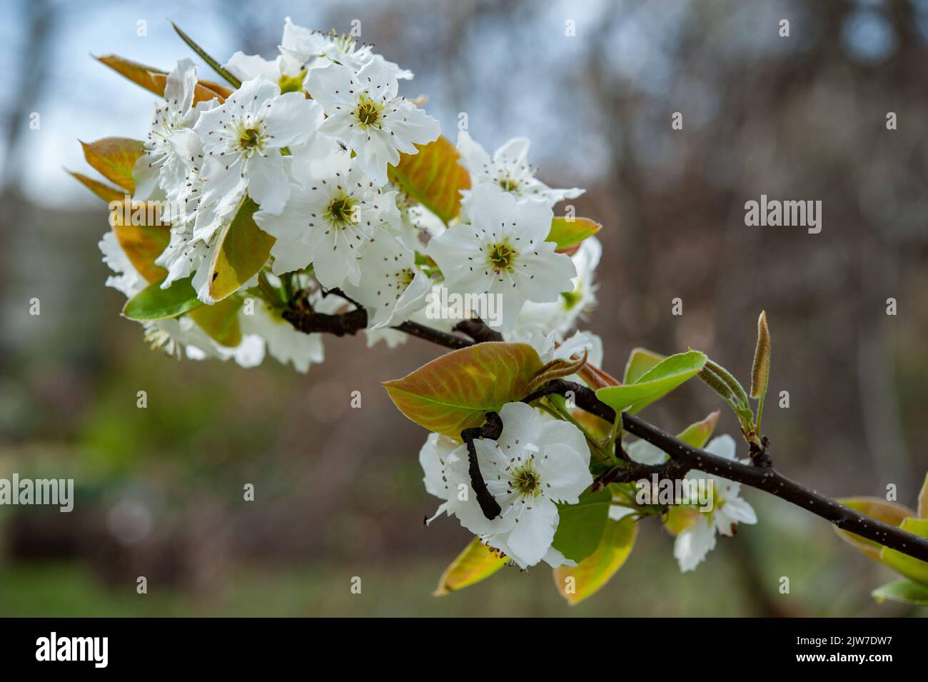 Pyrus pyrifolia (Nashi) is a fruit tree belonging to the Rosaceae family. Stock Photo