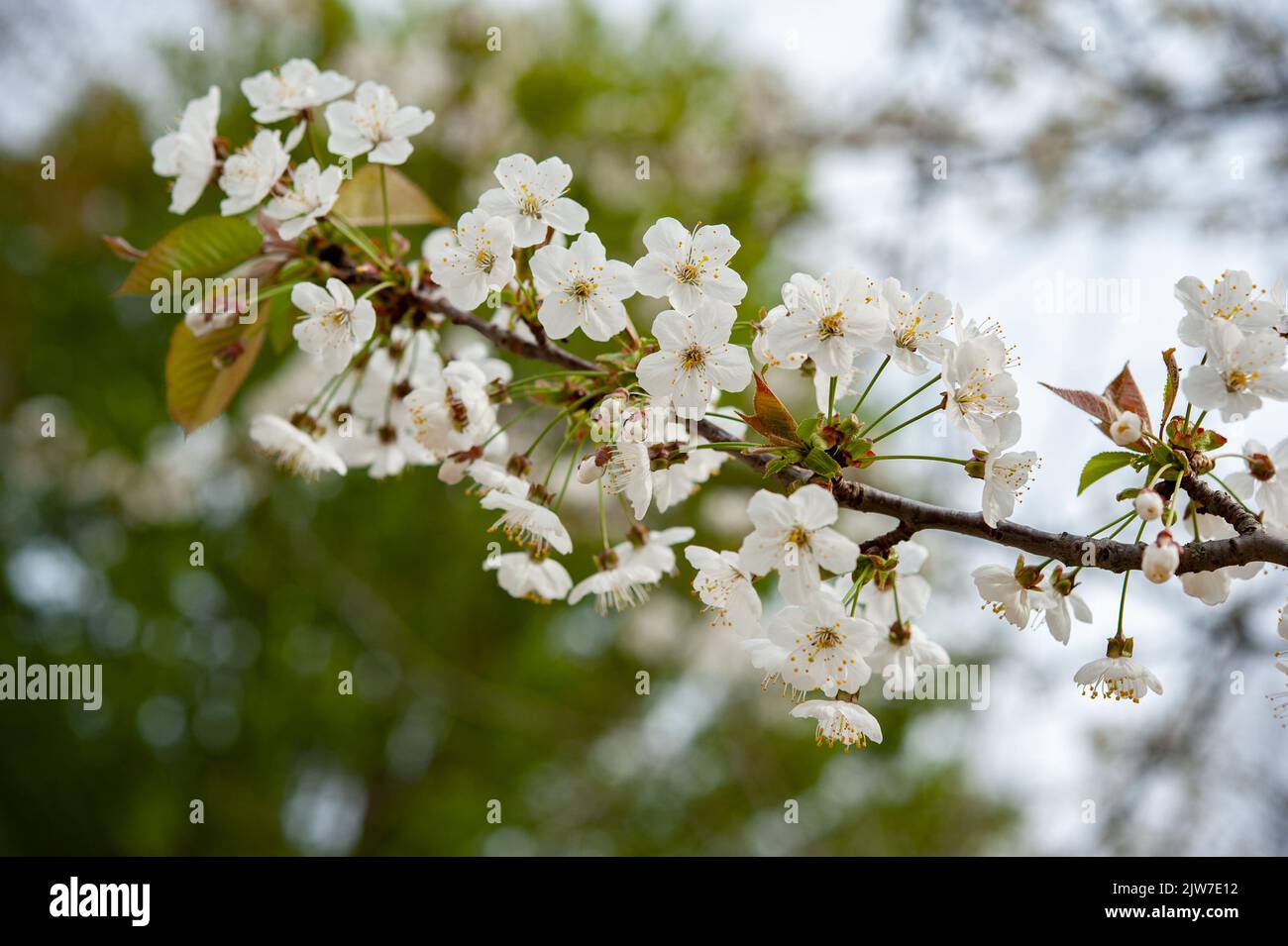 Prunus avium, commonly called wild cherry, sweet cherry, gean, or bird cherry is a species of cherry, a plant in the rose family, Rosaceae. . Stock Photo
