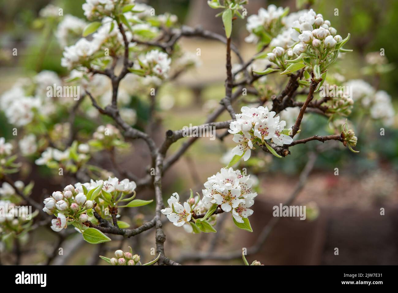 Pyrus communis, the common pear, is a species of pear native to central and eastern Europe, and western Asia.. Stock Photo