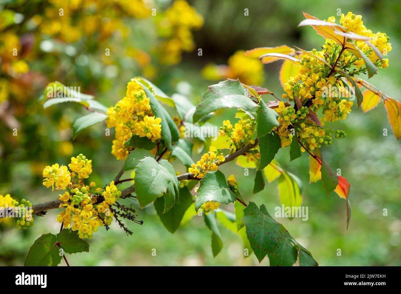 Mahonia is a genus of approximately 70 species of evergreen shrubs and, rarely, small trees in the family Berberidaceae. Stock Photo