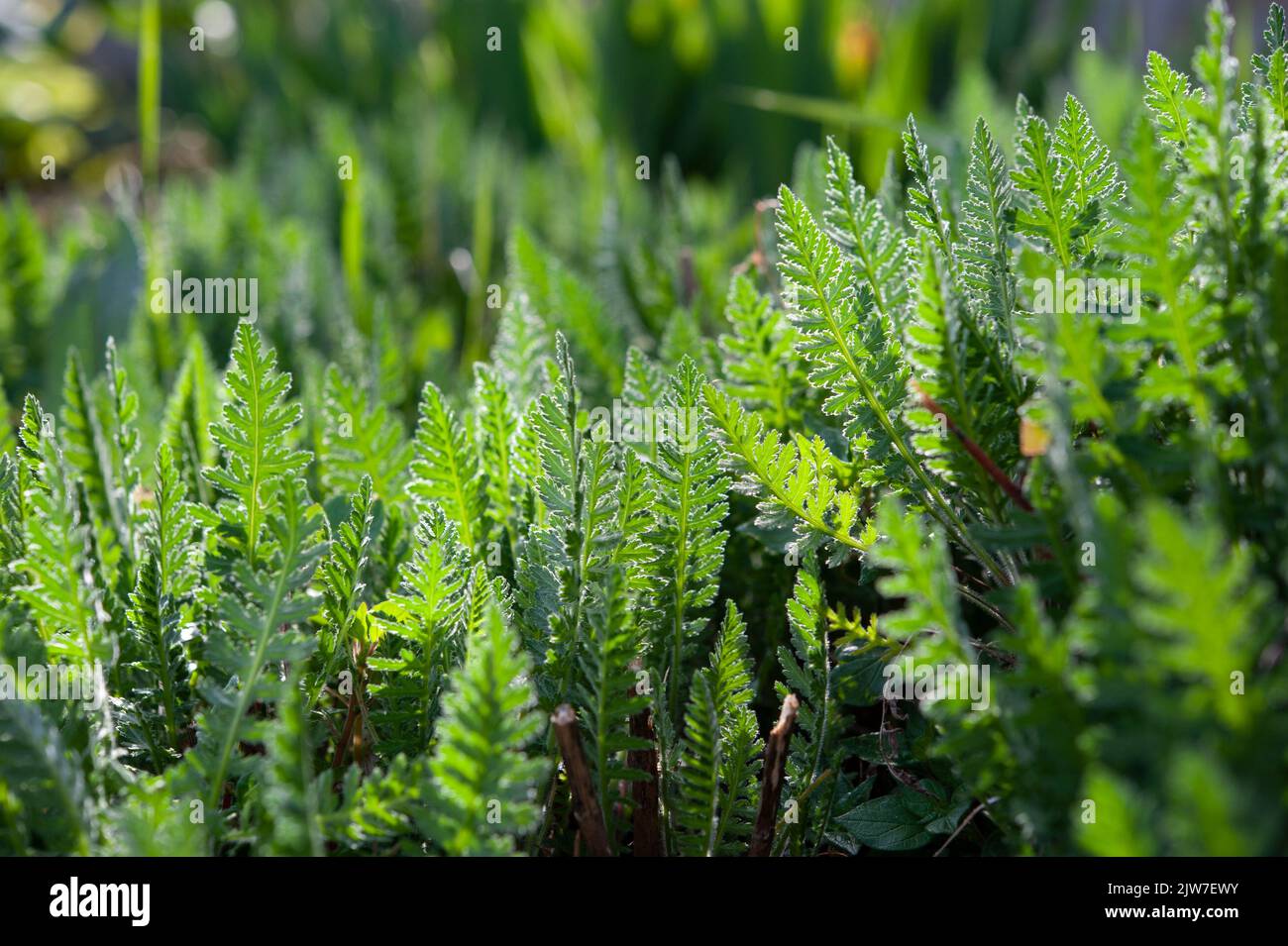 Achillea filipendulina, green leaves in backlight.. Stock Photo