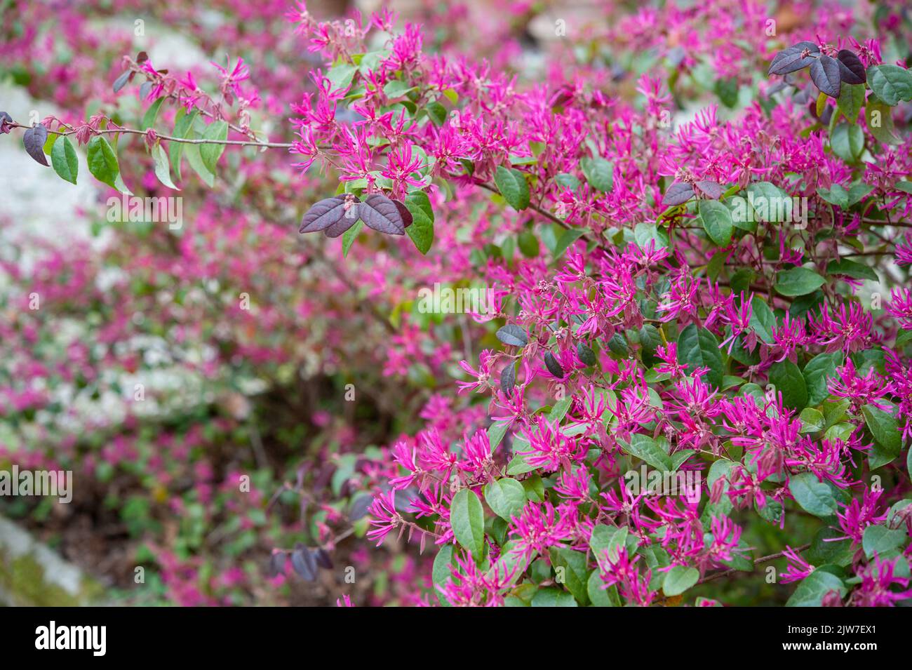 Loropetalum chinense is commonly known as Chinese fringe flower and strap flower. Stock Photo