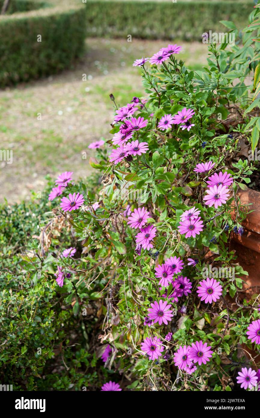 Aster purple flower, along a garden path.. Stock Photo