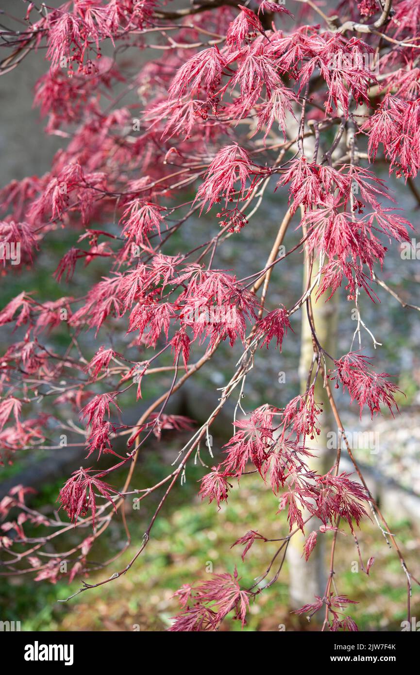 Acer palmatum-dissectum atropurpureum. Branches with purple leaves.. Stock Photo