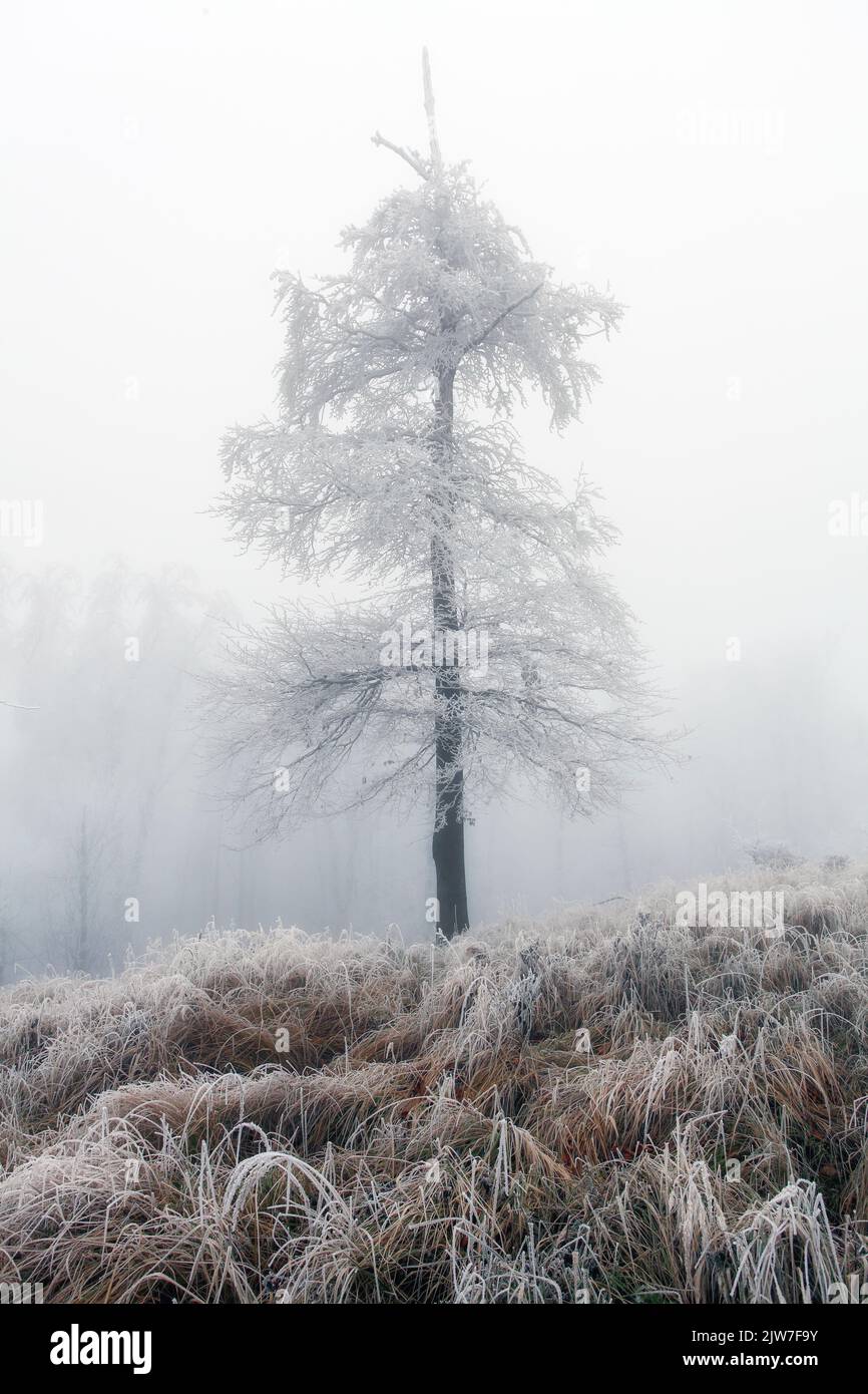 Frozen tree in winter landscape Stock Photo