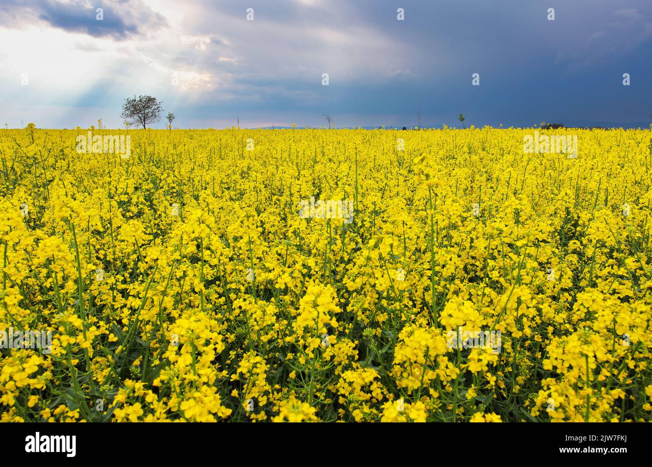 Approaching thunderstorm to blossoming rapeseed field, concept of weather forecast and eco-tourism Stock Photo