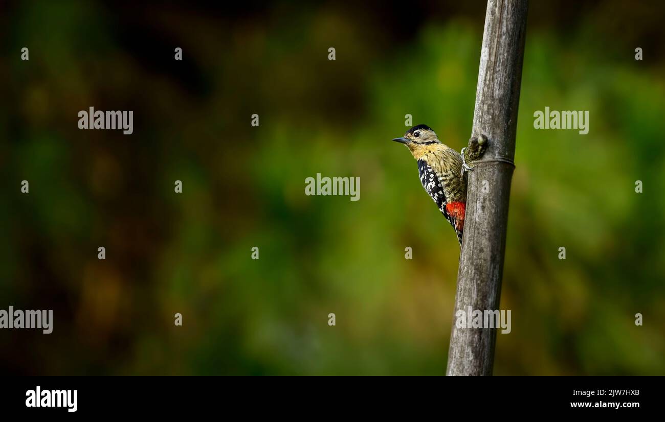 A closeup of a Fulvous-breasted woodpecker perched on a tree branch Stock Photo