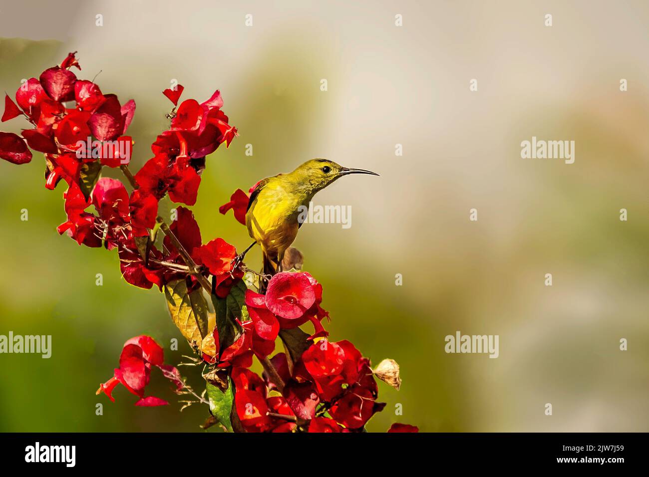A closeup of a Olive-backed sunbird perched on red Holmskioldia flowers Stock Photo