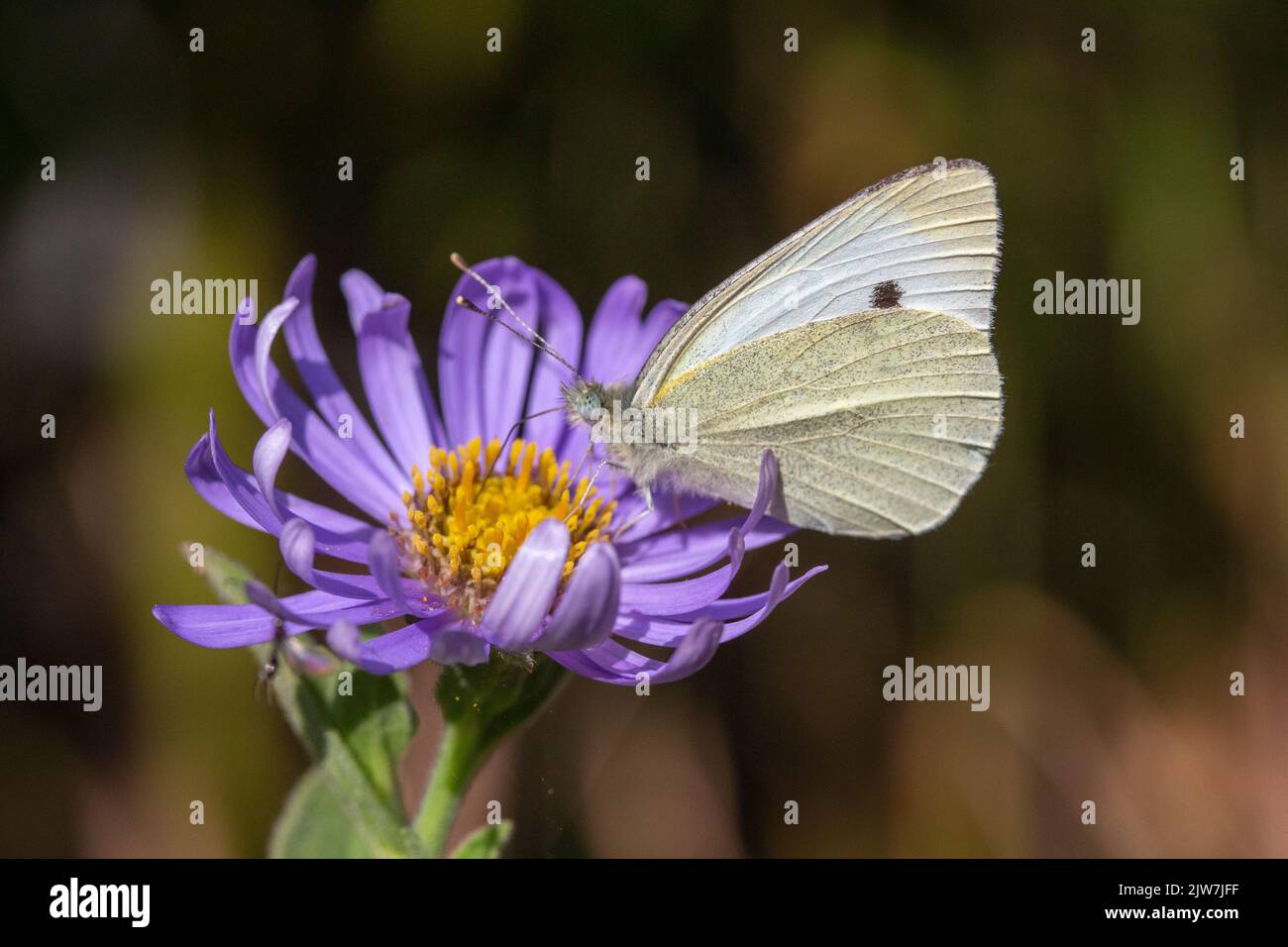 Close-up image of a Small White Butterfly (Pieris rapae) on Aster x frikartii 'Monch' Stock Photo