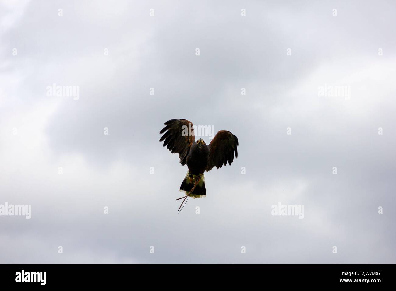 Black Eagle Images – Browse 2,167 Stock Photos, Vectors, and