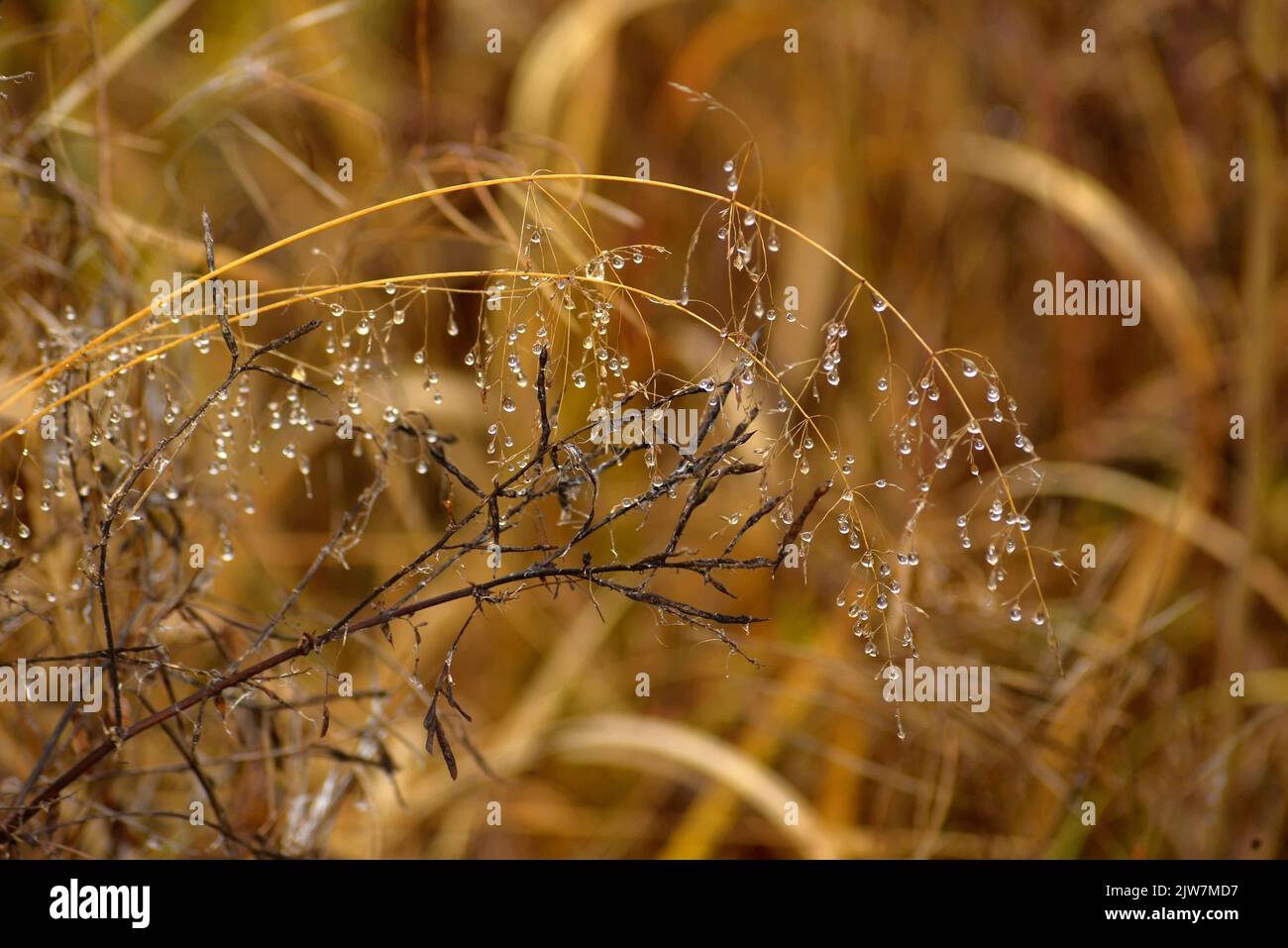 Fog mist grasses field rain hi-res stock photography and images - Alamy