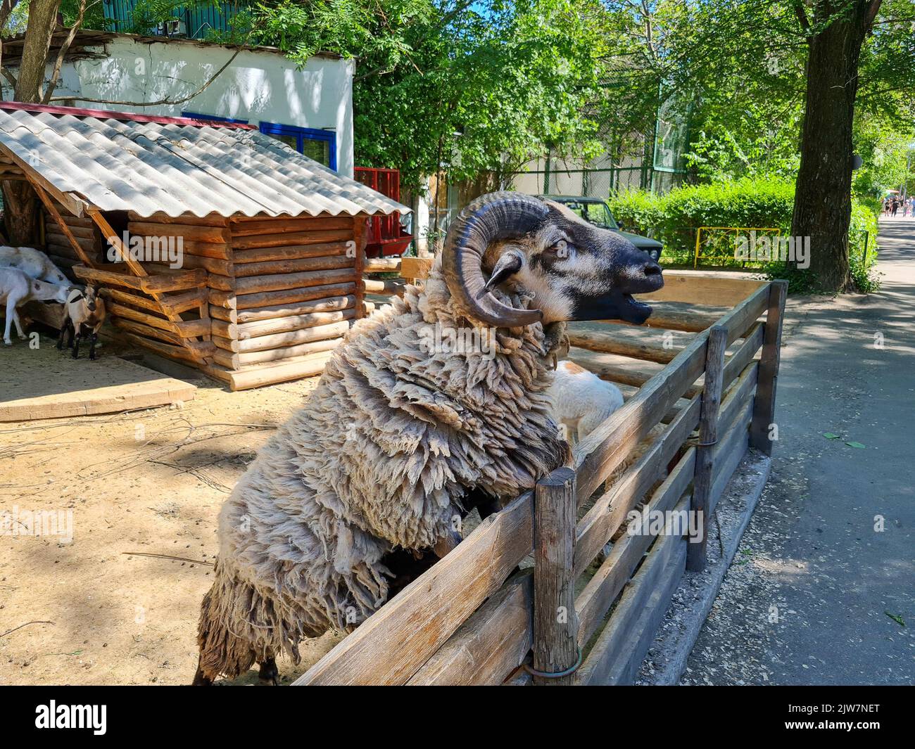 Cute sheep and goats on the farm close up portrait Stock Photo