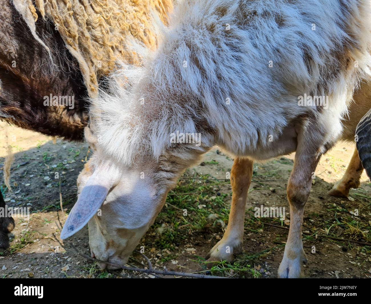 Cute sheep and goats on the farm close up portrait Stock Photo