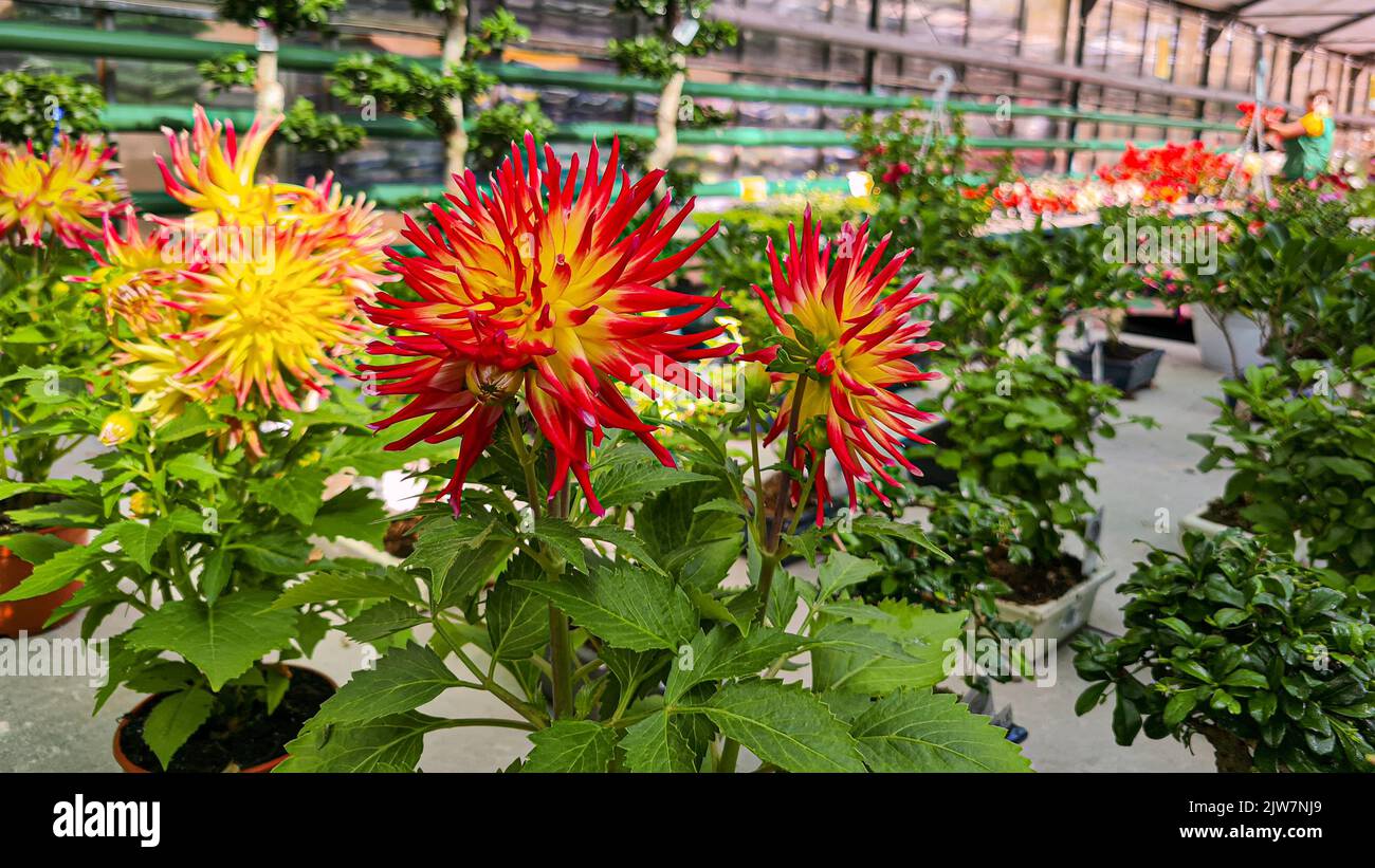 Dahlia plantation hires stock photography and images Alamy