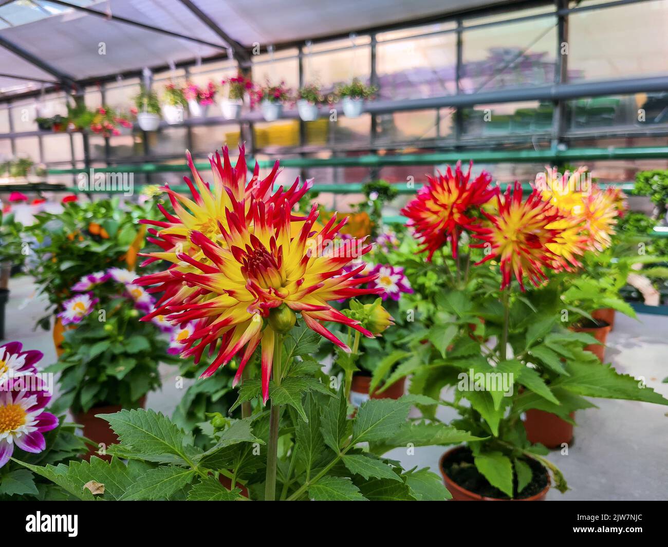 Beautiful dahlias hi-res stock photography and images - Alamy