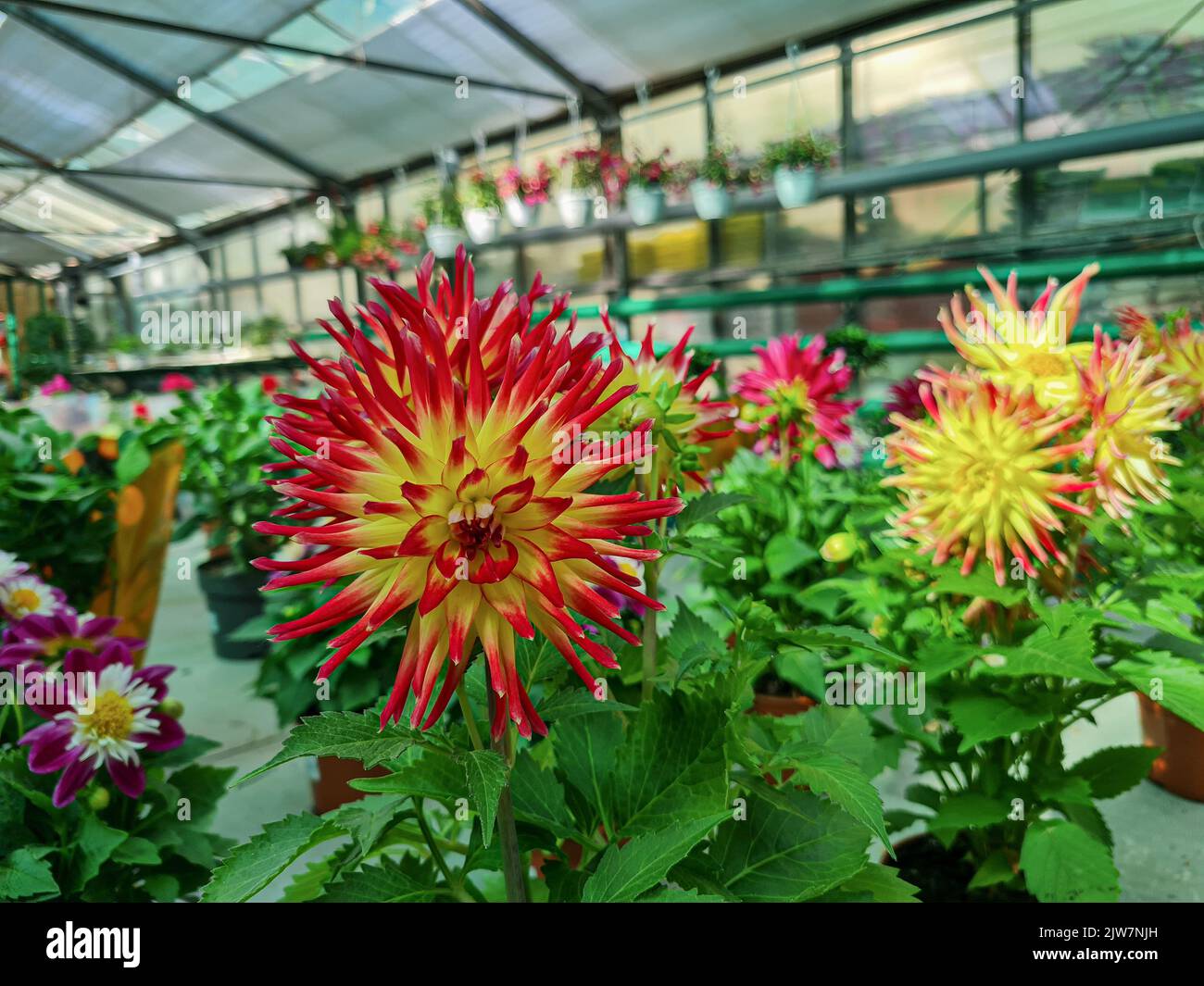 Beautiful dahlias hi-res stock photography and images - Alamy