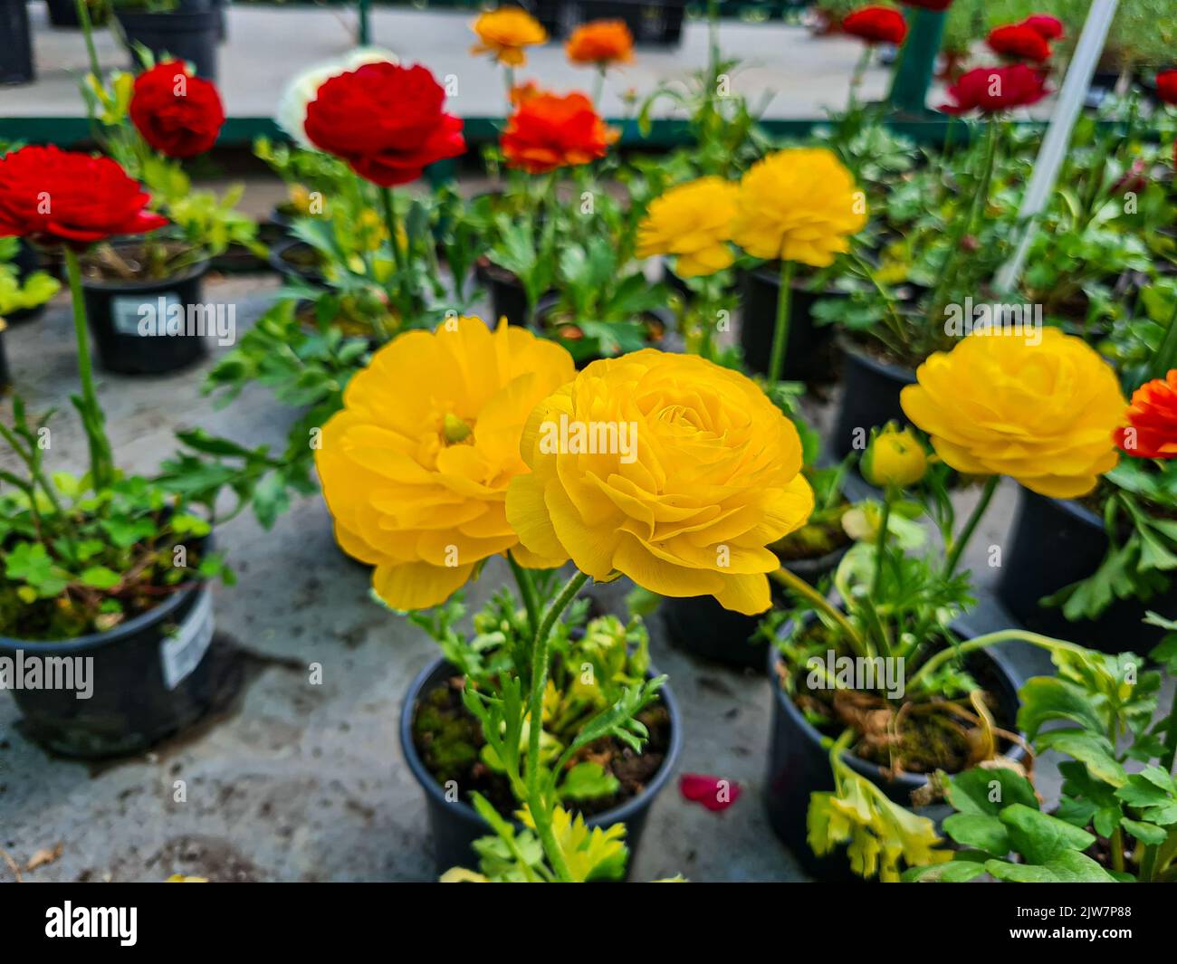 Beautiful ranunculus flowers in the greenhouse Stock Photo - Alamy