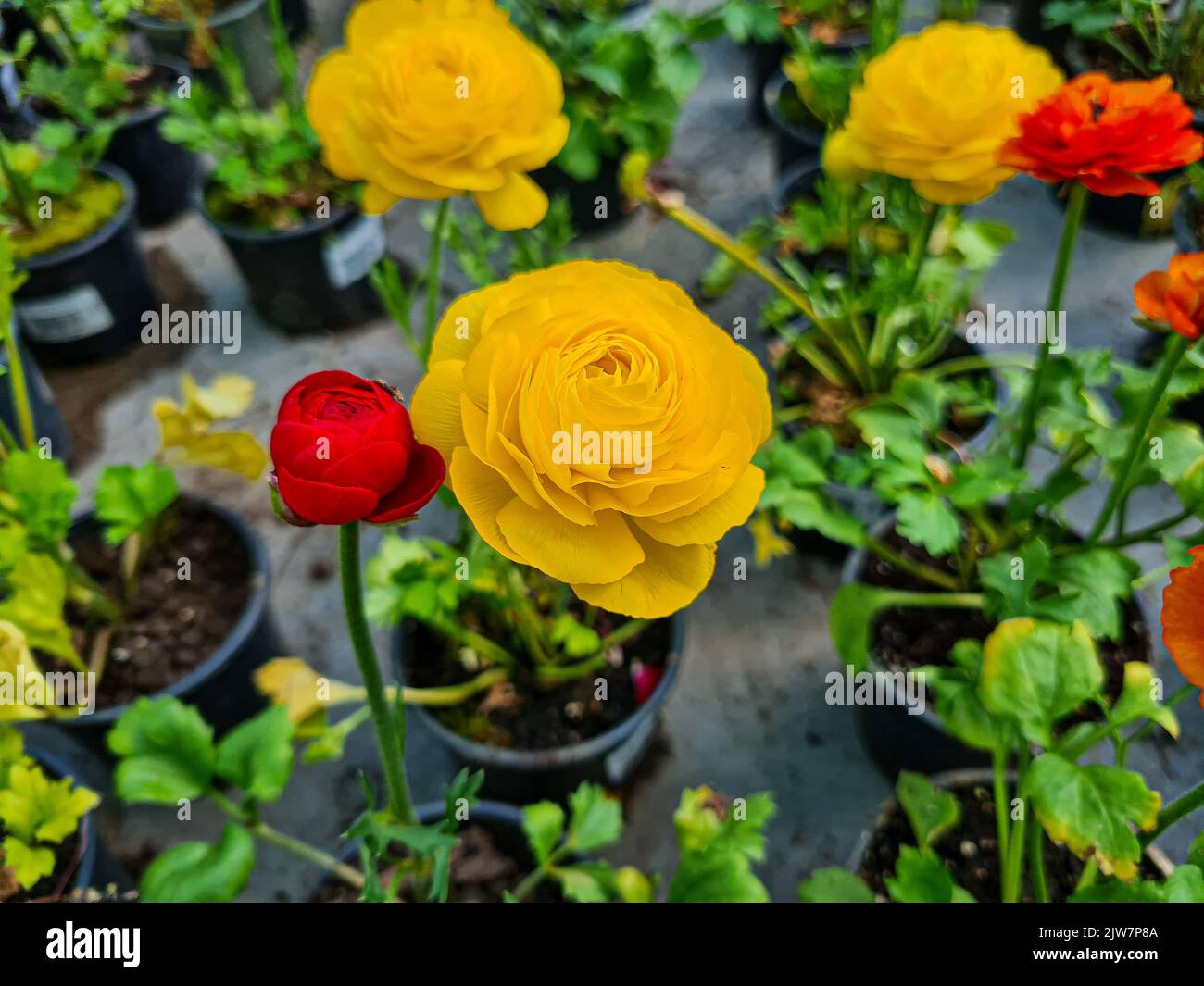 Beautiful ranunculus flowers in the greenhouse Stock Photo - Alamy