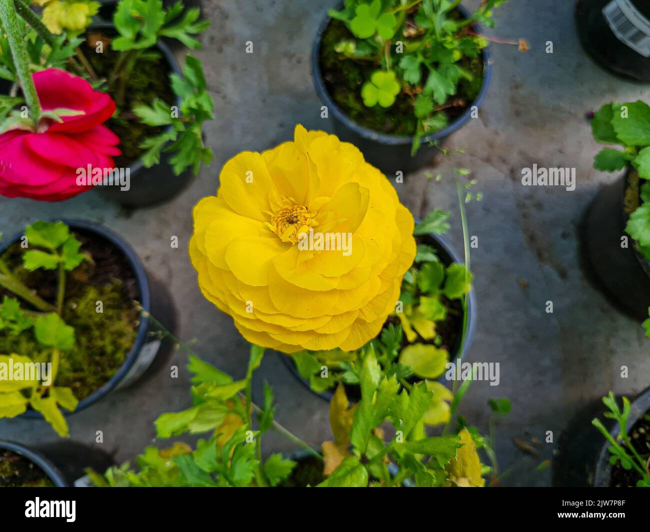 Beautiful ranunculus flowers in the greenhouse Stock Photo - Alamy