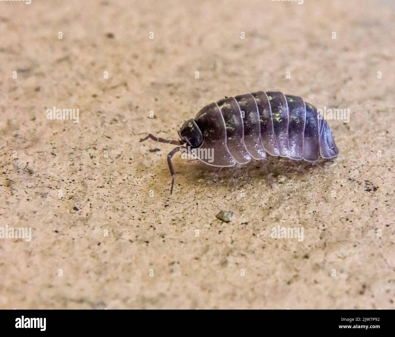 A closeup shot of a woodlouse bug on sand Stock Photo