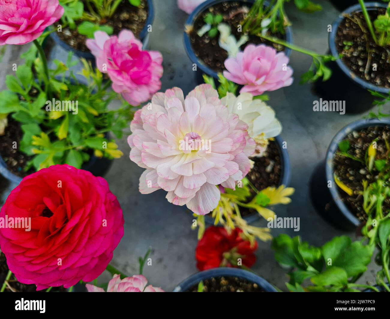 Beautiful ranunculus flowers in the greenhouse Stock Photo - Alamy