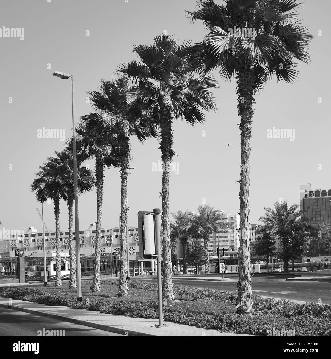 palm trees grow on the waterfront in Dubai United Arab Emirates Stock