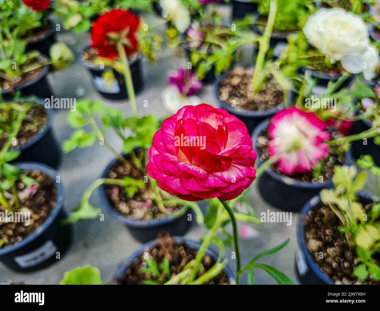 Beautiful ranunculus flowers in the greenhouse Stock Photo - Alamy