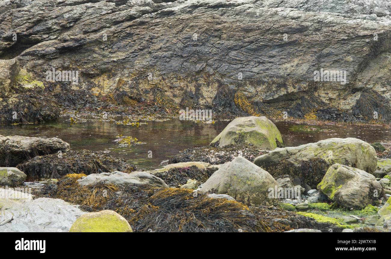 A tide pool along the beach in Newport ,Rhode Island Stock Photo Alamy