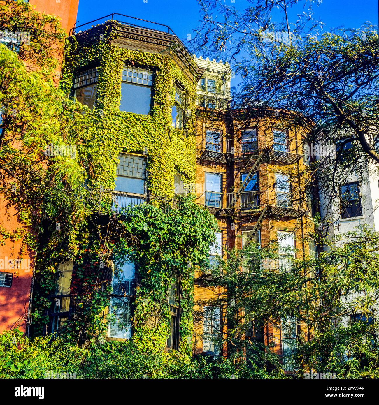 New York, 1980s, ivy-clad brownstone houses, residential neighbourhood, Brooklyn Heights, New York City, NYC, NY, USA, Stock Photo